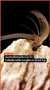 Acorn barnacles might look like jagged little rocks at low tide, but they have a surprisingly wild sex life. Watch our NEW special compilation video "4 Tiny Romances That Are Almost Too Freaky to Share" | Deep Look • PBS