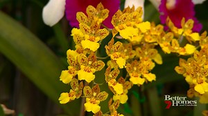 11K views · 73 reactions | Everything from healthy eating to how to grow orchids - Next week on Better Homes | Better Homes and Gardens Australia | Facebook