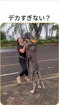 想像以上にデカい犬たち、でも最後は… #犬 #大型犬