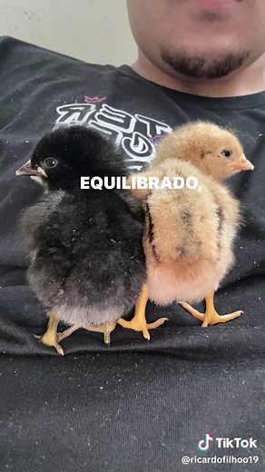 Dale Capela - Tony Country: Assistir Filmes Completos de Tony Country e Felipe Boladão