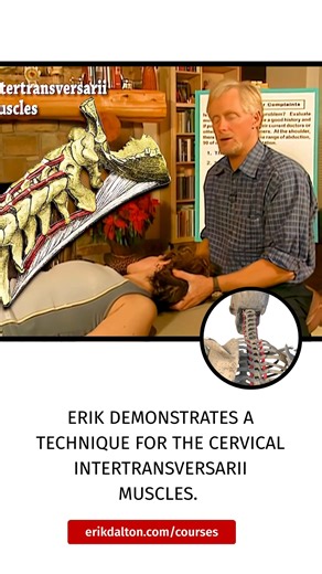 Erik Dalton, PhD on Instagram: "Technique: Intertransversarii Stretch The intertransversarii are small muscles found between the transverse processes of the cervical, lumbar, and some thoracic vertebrae. In the cervical region the intertransversarii comprise seven pairs of muscles that laterally flex and help stabilize the cervical spine. In this video excerpt, Erik demonstrates a stretch for the intertransversarii muscles of the cervical region. Want more video demonstrations? Check out the lib