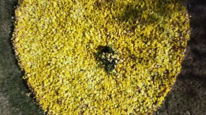 4.5K views · 333 reactions | Today, we sent a special heaven-bound message of love and remembrance to our beloved co-founder, Jody Jones. Her husband and co-founder, Mike, joined us - and tonight, we share it with all of you until we can meet again in person for a final tribute. | Homeward Bound Golden Retriever Rescue & Sanctuary, Inc. | Facebook