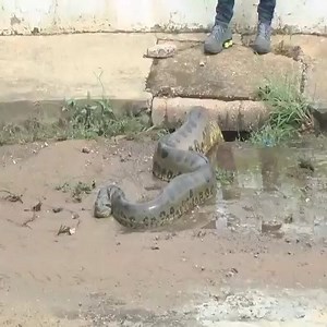 10M views · 39 reactions | Rescue giant python trapped in sewers.  | Glance | Facebook