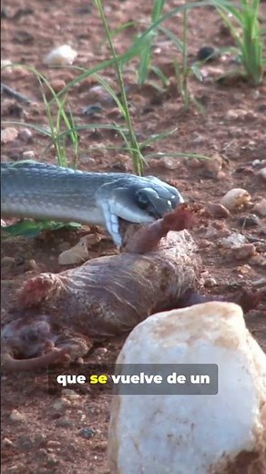 Conoce a la Mamba Negra, #animals #sabiasque #curiosidades