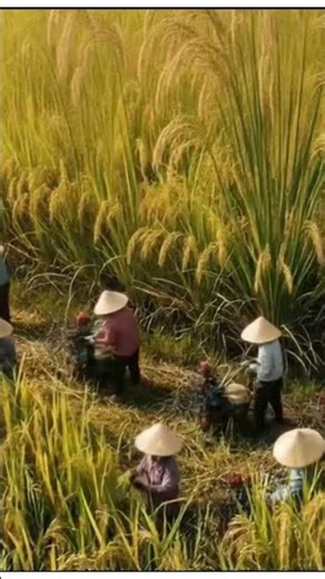 🌾 Experience the BEAUTY of Vietnam's Rice Harvest Season! 🌾 Traditional agriculture & Rice fields