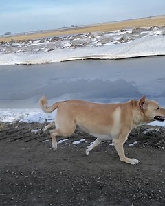 28 reactions | Half wolf, half lion, half dog, Gus ladies and gentlemen  stretching those hump day legs before we prepare a special surprise yet to be released this week! | OA Leather Supply | Facebook