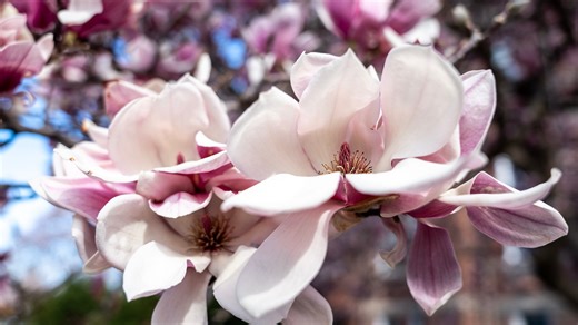 Spring starts next month. Here's what's in Iowa's weather forecast.