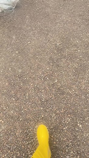 Exploring Agricultural Landscapes in Yellow Rubber Boots