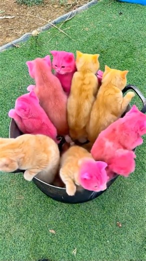 Adorable Kittens Being Born 🐱✨#shockingfood #viralvideo