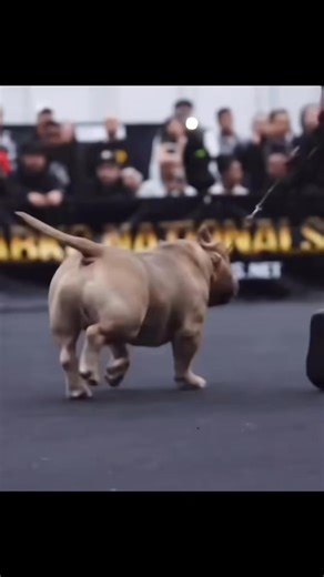 When it comes to promoting your dog you need to strike when the iron is still hot! 🔥 🥵 GrCh Mack owned by Brad McFetridge is one of the hottest dogs in the game right now! 🦍🌴 | The Bully Broadcast