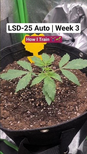 LSD-25 Auto by FastBuds | Week 3 - LST + Defoliation