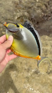 Pretty fish stuck in the tide pool! #fyp#hawaii#fish#fishing#aquarium#animals#wildlife#nature#ocean#viral#adventure#education#fishkeeping#reeftank | Hawaiifish55g