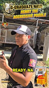 7.4K views · 99 reactions | AGGRESSIVE POODLE HENRY Mabait na. Ggraduate na sa Manalo K9 University!!!  Doc Abel Manalo SDN Dog Food | Doc Abel Manalo | Facebook