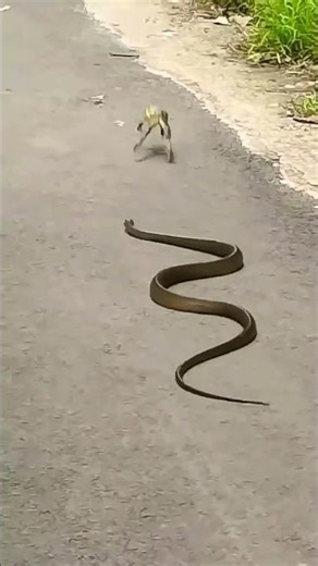 The snake😀is chasing the frog #animallover #wildanimal #snake #animalfunnyvideos #shortsvideo