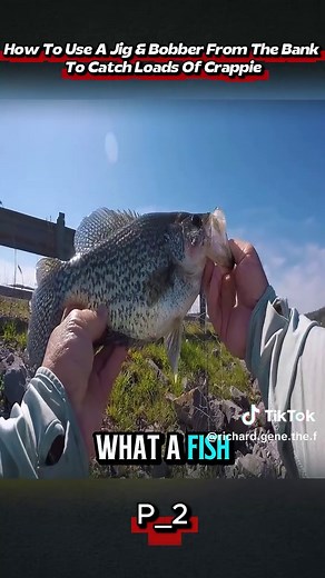 How To Use A Jig & Bobber From The Bank To Catch Loads Of Crappie #FishingTok #CrappieFishing #BankFishing #FishingTips #FishingLife