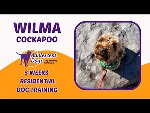 Wilma the Cockapoo | 3 Weeks Residential Dog Training