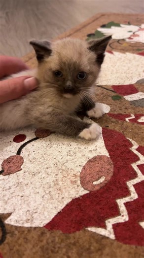 Cute Kittens Enjoy Playtime and Adorable Antics