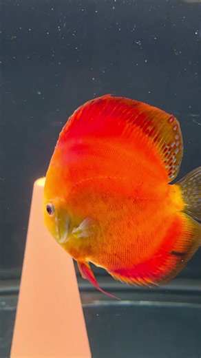 cute red melon discus pair starting to breed #fish Please follow me if you like the movie for more