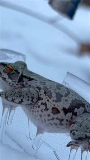 Frozen Gray Treefrog Rescue #WildlifeRescue #AmphibianLife #WinterSurvival #NatureCompassion #FragileFreedom | Salimzwrld