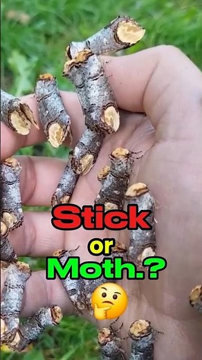 Buff-Tip Moth: Nature’s Perfect Illusion ‼️🤔