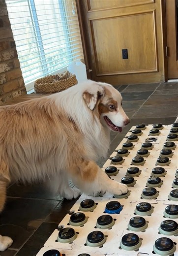 Creating a Cozy Home for You and Your Dog