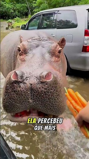 Hungry hippo