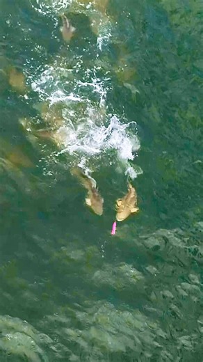 The best day of red drum fishing I’ve ever seen #blacktiph #fishing #virginia #reddrum #pennfishing | BlacktipH