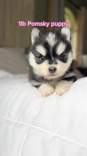 Adorable Tiny Pomsky Puppy Gift Ideas