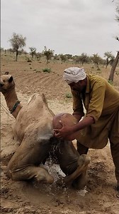 كانت حالة الجمل سيئة، لكن محاولة الراعي منحت الأمل!