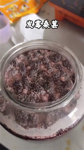 吃桑葚前记得仔细看看 #科普 #涨知识
