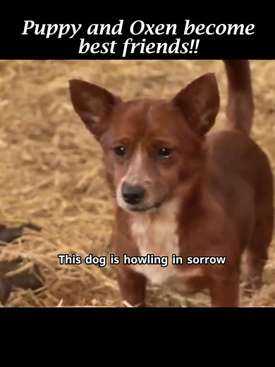 The friendship between the old ox and the dog#animals #puppydog #cried#touching#friendship #fyp #sad #ox#Love #dog #dogsoftiktok #bestfriend | Funny.animals47805