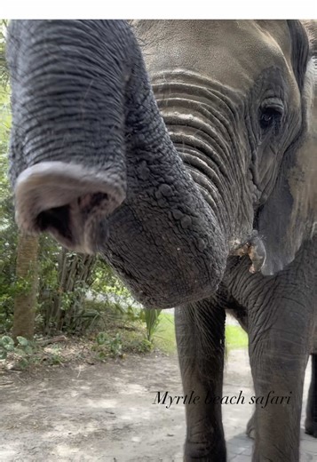 Bubbles Enjoys Homemade Blueberry Tea: Elephant Facts