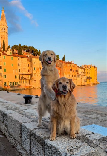 Creating Memorable Moments with Golden Retrievers