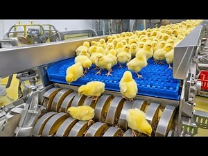 Inside the MEGA Chicken Factory: Egg Incubation & Broiler Raising Technology REVEALED!
