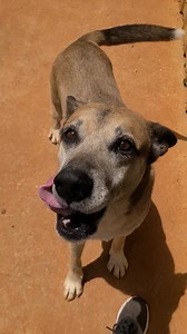Meet Muskogee♡ SAVE A SENIOR .... SHARE HIS POST! To apply for our dogs go to www.limestonepets.org click adopt and fill out the application to get pre approved to adopt from our shelter. We also offer the 2 week foster to adopt program to ensure they are a great fit for your family ❤️ | Friends of Athens-Limestone Animal Shelter Volunteer Team