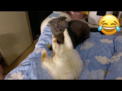 If You Laugh, You Lose 😹 Funniest Cat Videos 2026 (Cactus & Drummer Cat)