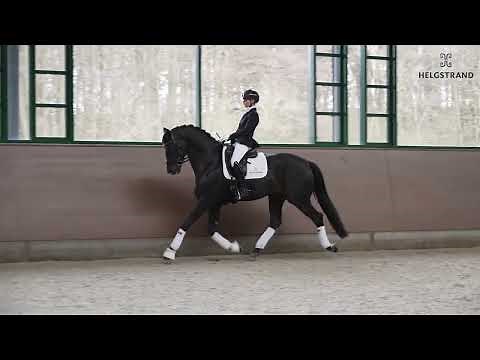 Global Player by Grand Galaxy Win / Don Schufro - stallion born 2016 (ENG)