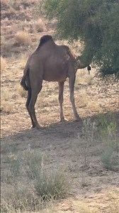 جمل يرعى على شجرة في حقل صحراوي | Amazing Desert Life | Nature Animals World