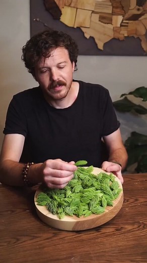 Exploring the World of Spruce Tip Beer: A Refreshing Twist on Traditional Brews