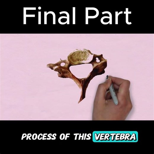 You’re Studying Cervical Vertebra WRONG! (Fix This) Final Part #anatomy #doctor #mbbs