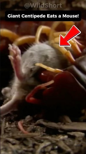 This Giant Centipede Can Kill Mice, Bats… Even You! 🦂😱