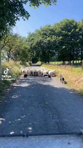 325K views · 7.7K reactions | SHEEPDOG SKILLS 朗朗 There's got to be some spot-on training behind this   Rhys Griffiths --- #sheepdog #farming #agriculture #dogoftheday #farmlife | Farmers Guardian | Facebook