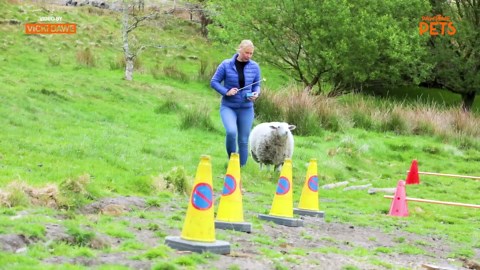 Sheep take part in agility course