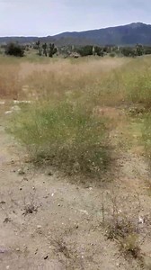 Kanelorocks on Reels