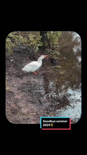 Goodbye summer hello fall🍁 #hellofall #autumn #newseason #fall #summerrecap #moments #fyp #fypp