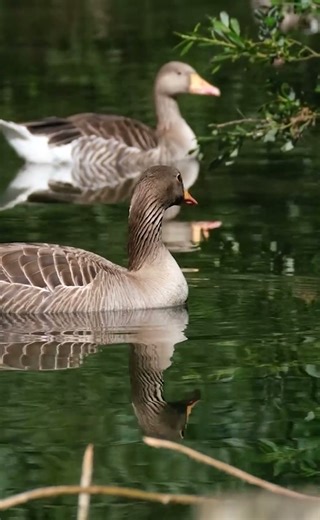 Goose – The Queen of Waters and Fields