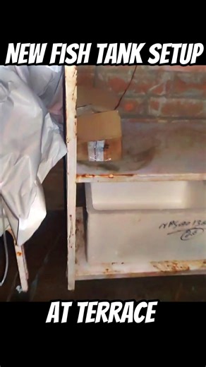 New Tank on Terrace for Polar Parrot Fry Growth 😍 #thecichlidroom #aquarium #polarparrotfish