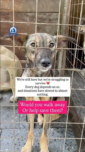 Dog Rescue Shelter in Crisis 💔 Donations Stopped but the Dogs Still Need Us #dogrescue #doglovers