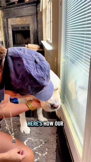 24K views · 984 reactions | Morning routine with Labs #dogsofinstagram #labrador #dog #pet | Bustersworld4 | Facebook