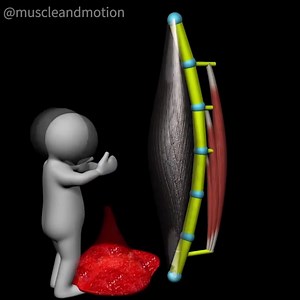 73K views · 715 reactions | THE MYOFASCIA #myofascia What is it? ☝️...